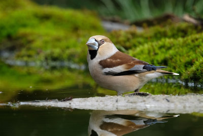 Appelvink / Hawfinch (hut Arjan Troost)