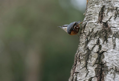Boomklever / Eurasian Nuthatch (hut Arjan Troost)