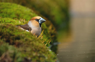 Appelvink / Hawfinch (hut Arjan Troost)