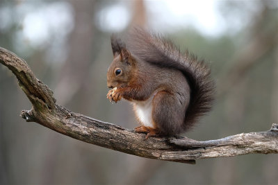 Eekhoorn / Squirrel (hut Arjan Troost)