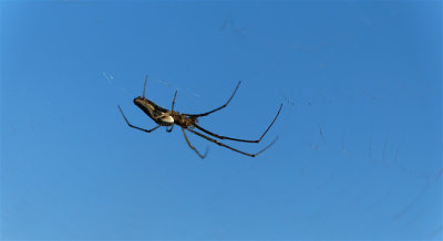 Spin in zijn web / Spider in its web (Landgoed Twickel)