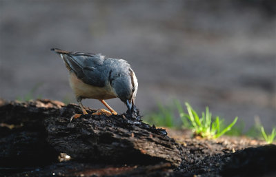 Boomklever / Eurasian Nuthatch (hut Lemelerberg)