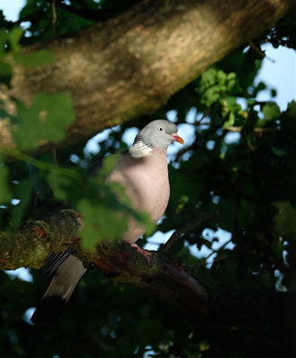 Houtduif / Common Wood Pigeon (hut Lemelerberg)
