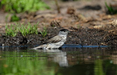 Zwartkop / Eurasian  Blackcap (hut Lemelerberg)