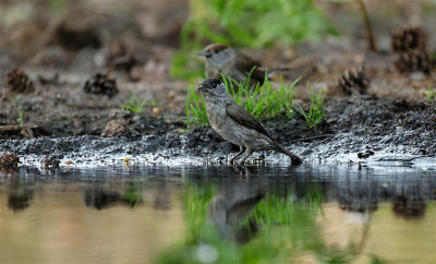 Zwartkop / Eurasian  Blackcap (hut Lemelerberg)