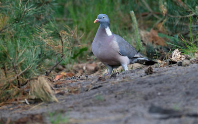 Houtduif / Common Wood Pigeon (hut Lemelerberg)