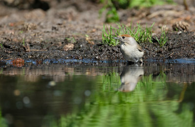 Zwartkop / Eurasian  Blackcap (hut Lemelerberg)