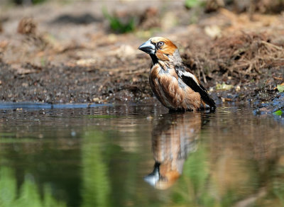 Appelvink / Hawfinch (hut Lemelerberg)