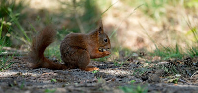 Eekhoorn / Squirrel (hut Lemelerberg)