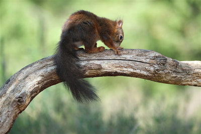 Eekhoorn / Squirrel (hut Lemelerberg)