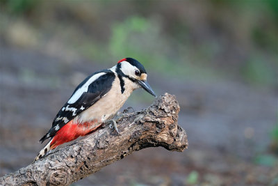 G.B.Specht / Great Spotted Woodpecker (hut Lemelerberg)