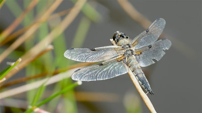 Viervleklibel / Four-Spotted Chaser (Drenthe)