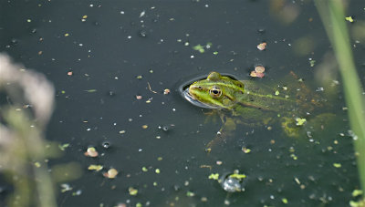 Groene Kikker / Frog (Drenthe)