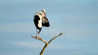 Ooievaar / Stork (Oelemars-Losser)