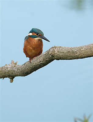 Ijsvogel / Kingfisher (Oelemars-Losser)