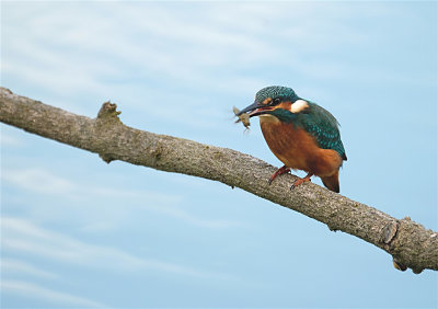 Ijsvogel / Kingfisher (Oelemars-Losser)