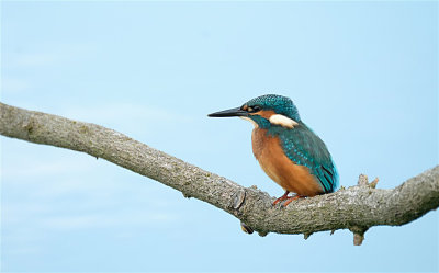 Ijsvogel / Kingfisher (Oelemars-Losser)