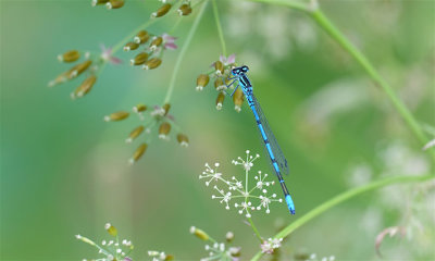 Waterjuffer / Dragonfly (Drenthe)