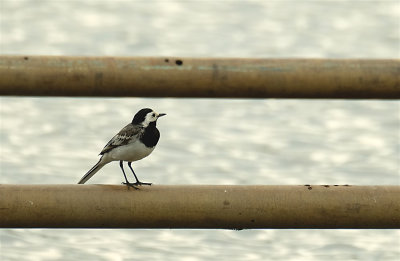 Witte Kwikstaart / White Wagtail