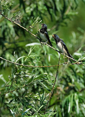 Boerenzwaluw / Barn Swallow (Oostvaardersplassen)