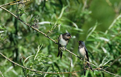 Boerenzwaluw / Barn Swallow (Oostvaardersplassen)