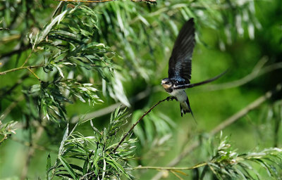 Boerenzwaluw / Barn Swallow (Oostvaardersplassen)