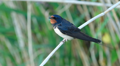 Boerenzwaluw / Barn Swallow (Oostvaardersplassen)