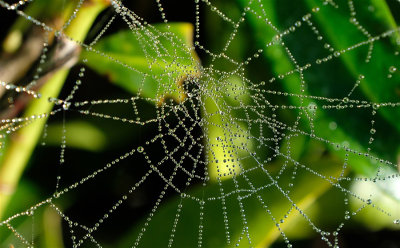 Spinnenweb na regenbui