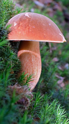 Heksenboleet / Boletus erythropus (landgoed Twickel)