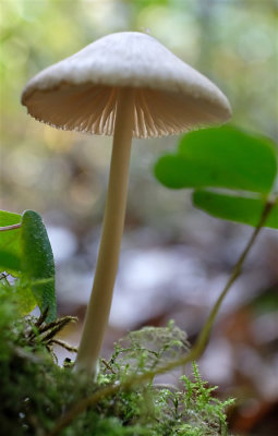 Mycena (Twickel)