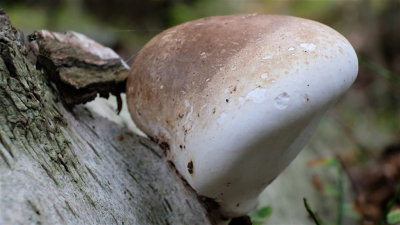 Berkenzwam / Piptoporus betulinus (Twickel)