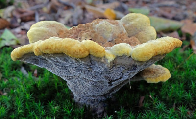 Dennenvoetzwam / Phaeolus schweinitzii (Landgoed Twickel)