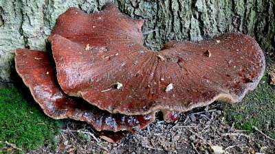 Biefstukzwam / Fistulina hepatica (Twickel)