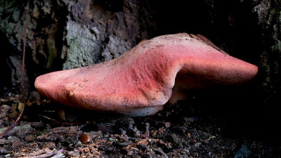Mushroom - Fungi