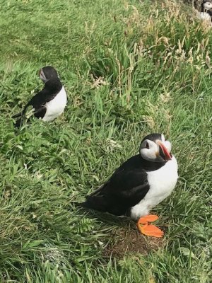 Papagaaiduiker:Puffin Staffa.jpg