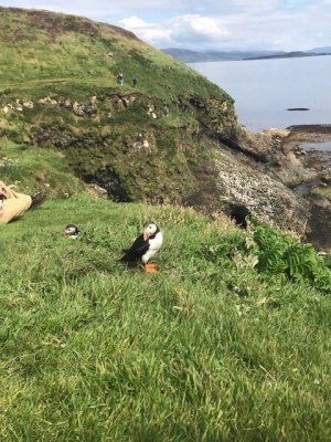 Papagaaiduiker:Puffin Staffa 2.jpg
