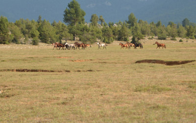 DSC_1454.jpg
