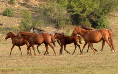 Wild horses of Taurus Mountains, Turkey