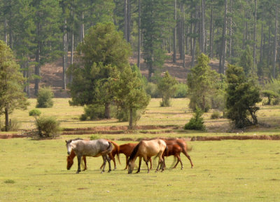 DSC_1352.jpg