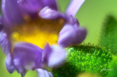 Flower Soup