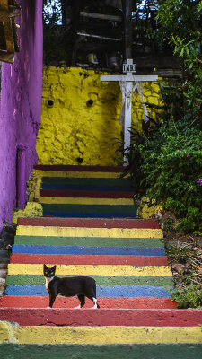 Street Cats - 06.jpg