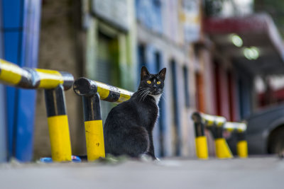 Street Cats - 10.jpg