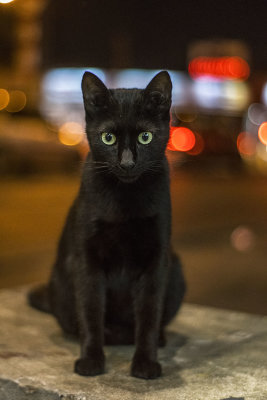 Street Cats - 15.jpg