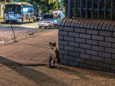 Street Cats - 44.jpg