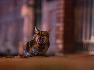 Street Cats - 47.jpg