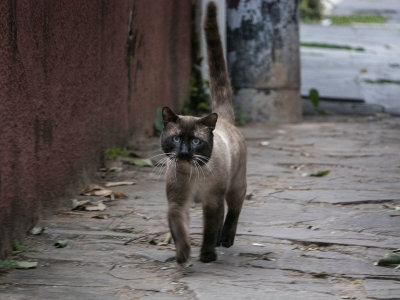 Street Cats - 58.jpg