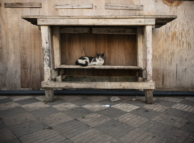 Street Cats - 62.jpg