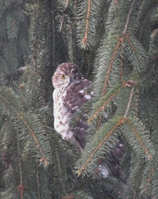 hawk in tree outside window