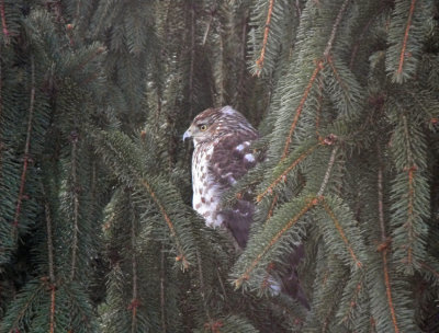 profile hawk in tree outside window