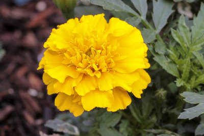 Anilea's Flowers